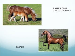 A NAI É A EGUA ,
         O FILLO O POLDRO




CABALO
 