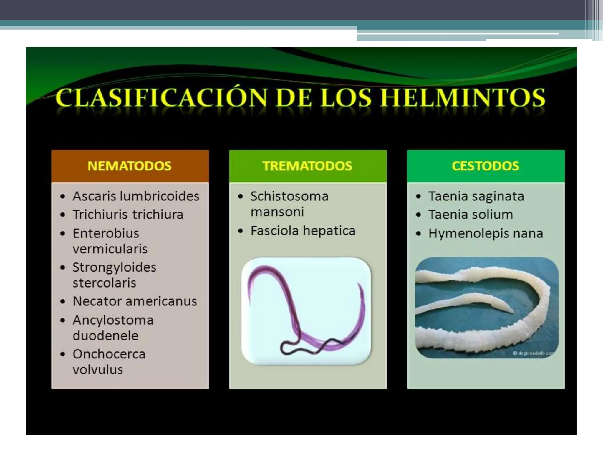 CLASIF. HELMINTOS (NEMATODOS PARASITÓLOGIA ).pptx | Biological Sciences ...