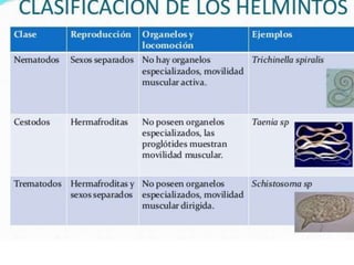 CLASIF. HELMINTOS (NEMATODOS PARASITÓLOGIA ).pptx