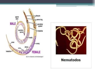 CLASIF. HELMINTOS (NEMATODOS PARASITÓLOGIA ).pptx