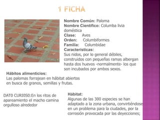 Nombre Común: Paloma
Nombre Científico: Columba livia
doméstica
Clase: Aves
Orden: Columbiformes
Familia: Columbidae
Características:
Sus nidos, por lo general débiles,
construidos con pequeñas ramas albergan
hasta dos huevos -normalmente- los que
son incubados por ambos sexos.
Hábitos alimenticios:
Las palomas forrajean en hábitat abiertos
en busca de granos, semillas y frutas.
Hábitat:
Algunas de las 300 especies se han
adaptado a la zona urbana, convirtiéndose
en un problema para la ciudades, por la
corrosión provocada por las deyecciones;
DAT0 CURI0S0:En los ritos de
apareamiento el macho camina
orgulloso alrededor
 