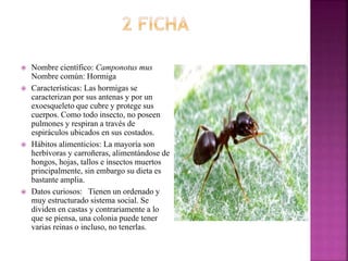  Nombre científico: Camponotus mus
Nombre común: Hormiga
 Características: Las hormigas se
caracterizan por sus antenas y por un
exoesqueleto que cubre y protege sus
cuerpos. Como todo insecto, no poseen
pulmones y respiran a través de
espiráculos ubicados en sus costados.
 Hábitos alimenticios: La mayoría son
herbívoras y carroñeras, alimentándose de
hongos, hojas, tallos e insectos muertos
principalmente, sin embargo su dieta es
bastante amplia.
 Datos curiosos: Tienen un ordenado y
muy estructurado sistema social. Se
dividen en castas y contrariamente a lo
que se piensa, una colonia puede tener
varias reinas o incluso, no tenerlas.
 