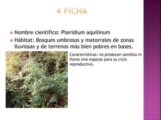  Nombre científico: Pteridium aquilinum
 Hábitat: Bosques umbrosos y matorrales de zonas
lluviosas y de terrenos más bien pobres en bases.
Características: no producen semillas ni
flores sino esporas para su ciclo
reproductivo.
 
