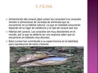  Alimentación del caracol ¿Qué comen los caracoles? Los caracoles
tienden a alimentarse de variedad de alimentos que se
encuentran en su hábitat natural. Lo que en realidad consumirán
depende de su lugar de residencia y el tipo de caracol que sea.
 Hábitat del caracol. Los caracoles son muy abundantes en el
mundo, por lo que no debería ser una sorpresa saber que se
encuentran en hábitats muy diversos.
 Dato curioso han contribuido a su supervivencia es la habilidad
para reproducirse de estas criaturas.
 