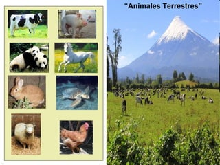 “Animales Terrestres”
 