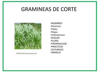 GRAMINEAS DE CORTE

                                  NOMBRES
                                  Peremne
                                  Tallos
                                  Hojas
                                  Inflorecencia
                                  SUELOS
                                  CLIMA
                                  PROPAGACION
                                  PRACTICAS
                                  CULTURALES
Elefante (Pennisetum purpureum)   MANEJO
 