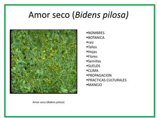Amor seco (Bidens pilosa)
                             NOMBRES
                             BOTANICA
                             raiz
                             Tallos
                             Hojas
                             Flores
                             Semillas
                             SUELOS
                             CLIMA
                             PROPAGACION
                             PRACTICAS CULTURALES
                             MANEJO



 Amor seco (Bidens pilosa)
 