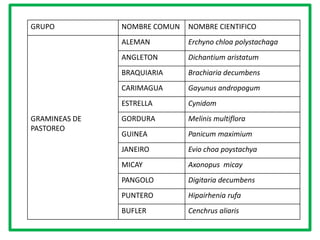 GRUPO          NOMBRE COMUN   NOMBRE CIENTIFICO
               ALEMAN         Erchyno chloa polystachaga
               ANGLETON       Dichantium aristatum
               BRAQUIARIA     Brachiaria decumbens
               CARIMAGUA      Gayunus andropogum
               ESTRELLA       Cynidom
GRAMINEAS DE   GORDURA        Melinis multiflora
PASTOREO
               GUINEA         Panicum maximium
               JANEIRO        Evio choa poystachya
               MICAY          Axonopus micay
               PANGOLO        Digitaria decumbens
               PUNTERO        Hipairhenia rufa
               BUFLER         Cenchrus aliaris
 