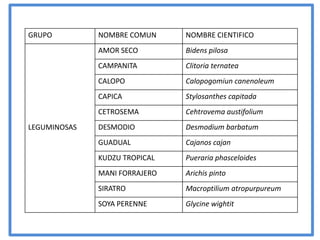 GRUPO         NOMBRE COMUN     NOMBRE CIENTIFICO
              AMOR SECO        Bidens pilosa
              CAMPANITA        Clitoria ternatea
              CALOPO           Calopogomiun canenoleum
              CAPICA           Stylosanthes capitada
              CETROSEMA        Cehtrovema austifolium
LEGUMINOSAS   DESMODIO         Desmodium barbatum
              GUADUAL          Cajanos cajan
              KUDZU TROPICAL   Pueraria phasceloides
              MANI FORRAJERO   Arichis pinto
              SIRATRO          Macroptilium atropurpureum
              SOYA PERENNE     Glycine wightit
 