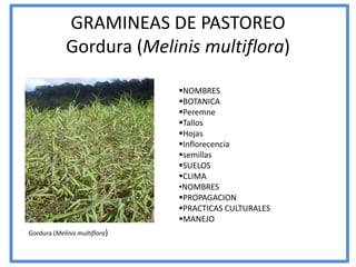GRAMINEAS DE PASTOREO
             Gordura (Melinis multiflora)

                               NOMBRES
                               BOTANICA
                               Peremne
                               Tallos
                               Hojas
                               Inflorecencia
                               semillas
                               SUELOS
                               CLIMA
                               •NOMBRES
                               PROPAGACION
                               PRACTICAS CULTURALES
                               MANEJO
Gordura (Melinis multiflora)
 
