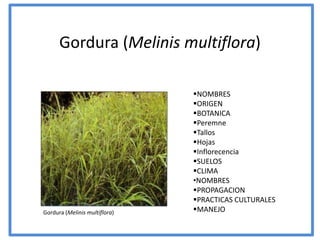 Gordura (Melinis multiflora)

                               NOMBRES
                               ORIGEN
                               BOTANICA
                               Peremne
                               Tallos
                               Hojas
                               Inflorecencia
                               SUELOS
                               CLIMA
                               •NOMBRES
                               PROPAGACION
                               PRACTICAS CULTURALES
Gordura (Melinis multiflora)   MANEJO
 