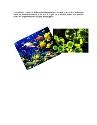 Los residuos orgánicos de los animales que viven cerca de la superficie se hunden
hacia los fondos oceánicos y allí son el origen de la cadena trófica que permite
vivir a los organismos que ocupan esos lugares.
 