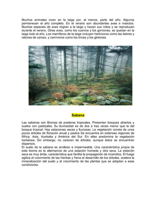Muchos animales viven en la taiga por, al menos, parte del año. Algunos
permanecen el año completo. En el verano son abundantes aves e insectos.
Muchas especies de aves migran a la taiga y hacen sus nidos y se reproducen
durante el verano. Otras aves, como los cuervos y los gorriones, se quedan en la
taiga todo el año. Los mamíferos de la taiga incluyen herbívoros como las liebres y
ratones de campo, y carnívoros como los linces y los glotones.
Sabana
Las sabanas son Biomas de praderas tropicales. Presentan bosques abiertos y
suelos con pastizales. Su lluviosidad es de dos a tres veces menor que la del
bosque tropical. Hay estaciones secas y lluviosas. La vegetación consta de unos
pocos árboles de floración anual y pastos Se encuentra en extensas regiones de
África, Asia, Australia y América del Sur. En ellas predomina la vegetación
herbácea. Sin embargo, no carecen de árboles, aunque éstos se encuentran
dispersos.
El suelo de la sabana es arcilloso e impermeable. Una característica propia de
este bioma es la alternancia de una estación húmeda y otra seca. La estación
seca es muy árida, característica que facilita la propagación de incendios. El fuego
agiliza el crecimiento de las hierbas y frena el desarrollo de los árboles, acelera la
mineralización del suelo y el crecimiento de las plantas que se adaptan a esas
condiciones.
 