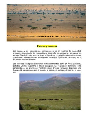 Estepas y praderas
Las estepas y las praderas son biomas que se da en regiones de pluviosidad
irregular e intermitente. La vegetación se desarrolla en primavera y se agosta en
verano. El estrato más abundante es el herbáceo, constituido principalmente por
gramíneas y algunos árboles y matorrales dispersos. El clima es caluroso y seco
en verano y frío en invierno.
Las praderas son típicas del interior de los continentes, como en África (sabana),
Estados Unidos, Argentina y Rusia (estepas). La vegetación dominante está
constituida por las gramíneas. También existen árboles y arbustos dispersos, y la
fauna está representada por el caballo, la gacela, el antílope, el bisonte, el león,
etc.
Bosques Mediterráneos
 