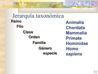 Jerarquía taxonómica Animalia Chordata Mammalia Primate Hominidae Homo sapiens Reino Orden Clase Filo Género especie Familia 