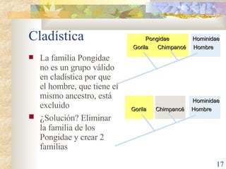 Cladística La familia Pongidae no es un grupo válido  en cladística por que el hombre, que tiene el mismo ancestro, está excluido ¿ Solución? Eliminar la familia de los Pongidae y crear 2 familias Pongidae Hominidae Hominidae Gorila Chimpancé Hombre Gorila Chimpancé Hombre 