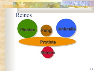 Reinos Plantae Animalia Fungi Protista Monera 