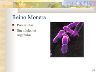 Reino Monera Procariotas Sin núcleo ni orgánulos 