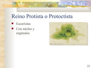 Reino Protista o Protoctista Eucariotas Con núcleo y orgánulos 