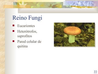 Reino Fungi Eucariontes Heterótrofos, saprofitos Pared celular de quitina 