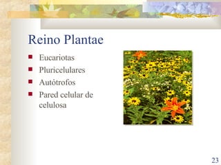 Reino Plantae Eucariotas Pluricelulares Autótrofos Pared celular de celulosa 