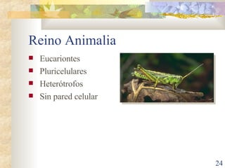 Reino Animalia Eucariontes Pluricelulares Heterótrofos Sin pared celular 