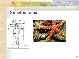 Simetría radial 