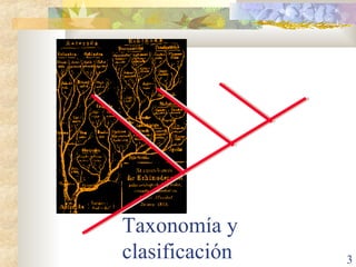 Taxonomía y clasificación 