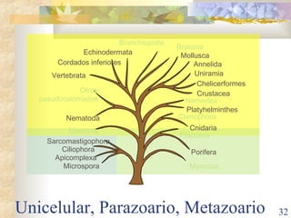 Unicelular, Parazoario, Metazoario Uniramia Chelicerformes Crustacea Annelida Mollusca Branchiopoda Cordados inferiores Vertebrata Otros pseudocelomados Nematoda Porifera Ctenophora Cnidaria Placozoa Platyhelminthes Nemertea Ciliophora Sarcomastigophora Microspora Apicomplexa Mesozoa Bryozoa Echinodermata Myxozoa 