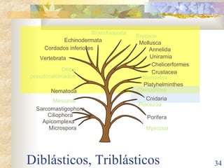 Diblásticos, Triblásticos Uniramia Chelicerformes Crustacea Annelida Mollusca Branchiopoda Cordados inferiores Vertebrata Otros pseudocelomados Nematoda Porifera Ctenophora Cnidaria Placozoa Platyhelminthes Nemertea Ciliophora Sarcomastigophora Microspora Apicomplexa Mesozoa Bryozoa Echinodermata Myxozoa 