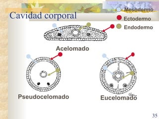 Cavidad corporal Acelomado Pseudocelomado Eucelomado Mesodermo Endodermo Ectodermo 
