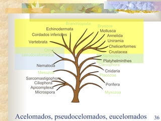 Acelomados, pseudocelomados, eucelomados Uniramia Chelicerformes Crustacea Annelida Mollusca Branchiopoda Cordados inferiores Vertebrata Otros pseudocelomados Nematoda Porifera Ctenophora Cnidaria Placozoa Platyhelminthes Nemertea Ciliophora Sarcomastigophora Microspora Apicomplexa Mesozoa Bryozoa Echinodermata Myxozoa 