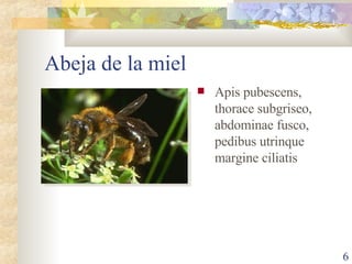 Abeja de la miel Apis pubescens, thorace subgriseo, abdominae fusco, pedibus utrinque margine ciliatis 