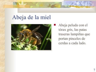Abeja de la miel Abeja peluda con el tórax gris, las patas traseras lampiñas que portan pinceles de cerdas a cada lado. 