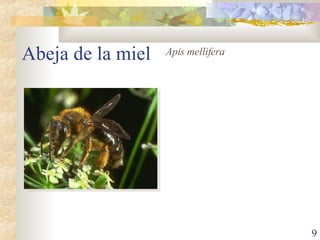 Abeja de la miel Apis mellifera 