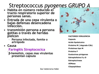 Streptococcus  pyogenes GRUPO A Habita en número reducido el tracto respiratorio superior de personas sanas. Entrada de una cepa virulenta o bajas defensas desencadena infección. transmisión persona a persona gotitas o través de heridas pielcon Persona infectada, fomite o artrópodo Causa  Faringitis Streptococica   -hemolisis, cepas mas virulentas presentan capsula FACTORES VIRULENCIA  Capsula Acido lipoteicoico Proteina M ( degrada C3b) Proteinas tipo M Proteína F Exotoxinas pirógenas Estreptolisina S y O Estreptocinasa ADNasa C5apeptidasa 