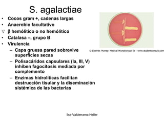 S. agalactiae Cocos gram +, cadenas largas Anaerobio facultativo    hemólitico o no hemólitico Catalasa –, grupo B Virulencia Capa gruesa pared sobrevive superficies secas Polisacáridos capsulares (Ia, III, V) inhiben fagocitosis mediada por complemento Enzimas hidrolíticas facilitan destrucción tisular y la diseminación sistémica de las bacterias 