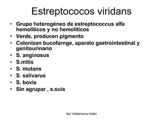 Estreptococos viridans Grupo heterogéneo de estreptococcus alfa hemolíticos y no hemoliticos Verde, producen pigmento Colonizan bucofarnge, aparato gastrointestinal y genitourinario S. anginosus S.mitis S. mutans S. salivarus S. bovis Sin agrupar , s.suis 