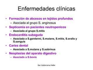 Enfermedades clínicas Formación de abcesos en tejidos profundos Asociada al grupo S. anginosus Septicemia en pacientes neutropenicos Asociada al grupo S.mitis Endocarditis subaguda Asociada a S.gordonni, S.mutans, S.mitis, S.oralis y S.sanguis Caries dental Asociada a S.mutans y S.sobrinus Neoplasias del aparato digestivo Asociads a S.bovis 