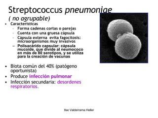 Streptococcus  pneumoniae ( no agrupable) Características Forma cadenas cortas o parejas  Cuenta con una gruesa cápsula Cápsula externa  evita fagocitosis: microorganismos muy invasivos Polisacárido capsular: cápsula mucoide, que divide al neumococo en más de 80 serotipos, y se utiliza para la creación de vacunas Biota común del 40% (patógeno oportunista) Produce  infección pulmonar Infección secundaria:  desordenes respiratorios . 