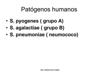 Patógenos humanos  S. pyogenes ( grupo A) S. agalactiae ( grupo B) S. pneumoniae ( neumococo) 