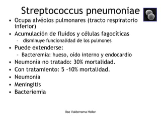 Streptococcus pneumoniae Ocupa alvéolos pulmonares (tracto respiratorio inferior) Acumulación de fluidos y células fagocíticas disminuye funcionalidad de los pulmones Puede extenderse: Bacteremia: hueso, oído interno y endocardio Neumonía no tratado: 30% mortalidad. Con tratamiento: 5 -10% mortalidad. Neumonia Meningitis Bacteriemia 