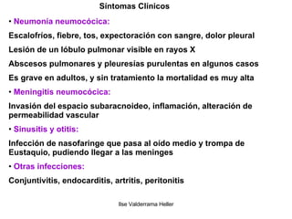 Síntomas Clínicos Neumonía neumocócica: Escalofríos, fiebre, tos, expectoración con sangre, dolor pleural Lesión de un lóbulo pulmonar visible en rayos X Abscesos pulmonares y pleuresías purulentas en algunos casos Es grave en adultos, y sin tratamiento la mortalidad es muy alta Meningitis neumocócica: Invasión del espacio subaracnoideo, inflamación, alteración de permeabilidad vascular Sinusitis y otitis: Infección de nasofaringe que pasa al oído medio y trompa de Eustaquio, pudiendo llegar a las meninges Otras infecciones: Conjuntivitis, endocarditis, artritis, peritonitis 