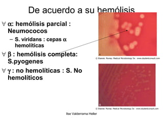 De acuerdo a su hemólisis  : hemólisis parcial : Neumococos S. viridans : cepas    hemolíticas    : hemólisis completa: S.pyogenes    : no hemolíticas : S. No hemolíticos 