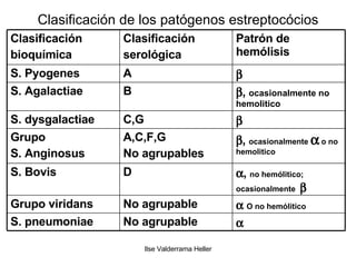 Clasificación de los patógenos estreptocócios  No agrupable S. pneumoniae    O no hemólitico No agrupable Grupo viridans  ,  no hemólitico; ocasionalmente     D S. Bovis  ,  ocasionalmente    o no hemolitico A,C,F,G No agrupables Grupo  S. Anginosus  C,G S. dysgalactiae  ,  ocasionalmente no hemolitico B S. Agalactiae  A S. Pyogenes Patrón de hemólisis Clasificación serológica Clasificación  bioquímica 