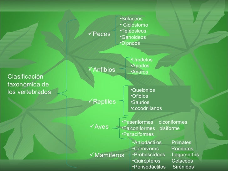 gran ClasificacióN TaxonóMica De Los Vertebrados