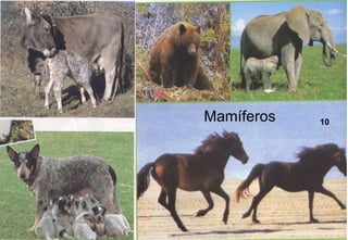 Mamíferos   10




            10
 