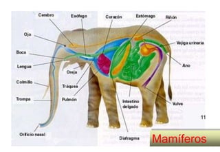 11



Mamíferos
        11
 