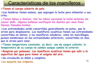 Características de los mamíferos
Tienen el cuerpo cubierto de pelo.
Las hembras tienen mamas, que segregan la leche para alimentar a sus
crías.
Tienen labios y dientes. Con los labios succionan la leche materna sin
causar daño. Algunas ballenas sustituyen los dientes por unas finas
láminas llamadas barbas.
Las extremidades están convertidas generalmente en patas, que le
sirven para desplazarse. Los mamíferos acuáticos tienen sus extremidades
convertidas en aletas; y los mamíferos voladores, como los murciélagos,
poseen membranas en sus extremidades anteriores, convertidas en alas,
que le sirven para volar.
Tienen temperatura constante, es decir, son de sangre caliente: la
temperatura de su cuerpo no cambia aunque cambie la exterior.
Respiran por pulmones. Los mamíferos acuáticos tienen que salir a la
superficie del agua para tomar el oxígeno del aire.
Su circulación es doble y completa.
La mayoría son vivíparos.                                           12
 