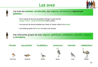 Las aves
    Los aves son animales vertebrados, son ovíparos, terrestres y respiran por
    pulmones.

            • En el cuerpo de las aves se pueden distinguir cuatro partes:
              cabeza, tronco , cola y extremidades (alas y patas).

            • Las aves son los únicos animales que tienen el cuerpo cubierto de plumas.

            • Las hembras ponen los huevos en nidos y los incuban.



    Hay diferentes grupos de aves: pájaros, gallináceas, palmípedas, zancudas, rapaces
    y corredoras.



PÁJARO          GALLINÁCEA             PALMÍPEDAS             ZANCUDAS             RAPACES       CORREDORAS




Petirrojo            Codorniz               Ganso                 Garza                   Azor     Ñandú

                                                                                                           17
 